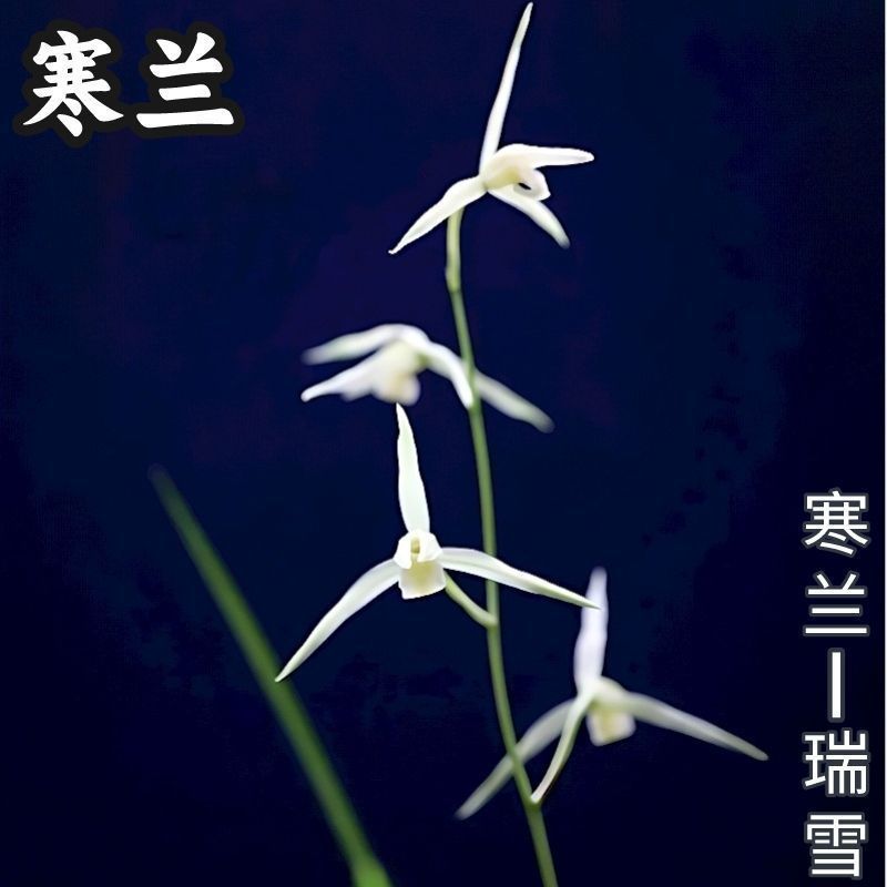 浓香型细叶寒兰【瑞雪】室内高档兰花大全盆栽客厅绿植花卉好养活