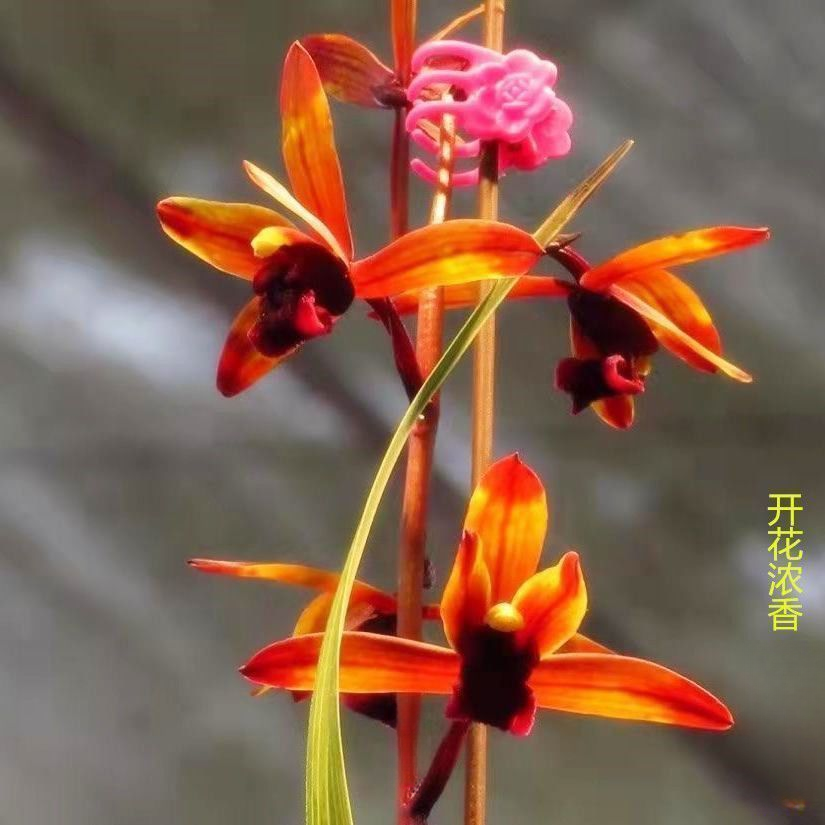 带花苞蕙兰色花【传奇】名贵兰花苗室内外高档绿植名贵花卉大全