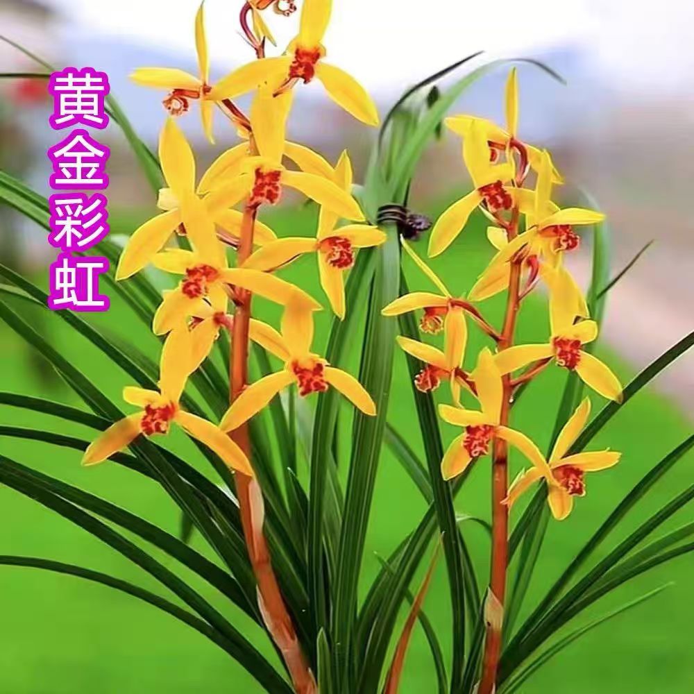 蕙兰新品种【黄金彩虹】兰花苗室内外绿植盆栽花卉