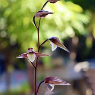 即将上花名品兰花细叶寒兰【艳枫】浓香阳台客厅庭院花卉大全绿植