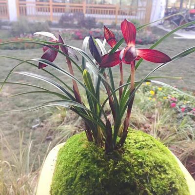 带花苞贵州引进名品兰花春兰红素【娄山红】名贵盆栽室内外花卉