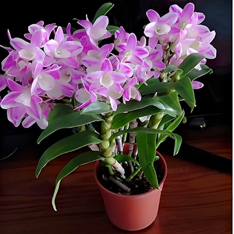 石斛洋兰花卉盆栽兰花浓香型精品绿植阳台室内办公室香水花卉