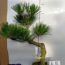 惊爆大型绿植成品组合盆栽黑松盆B景室内绿化会场花卉济州真柏造