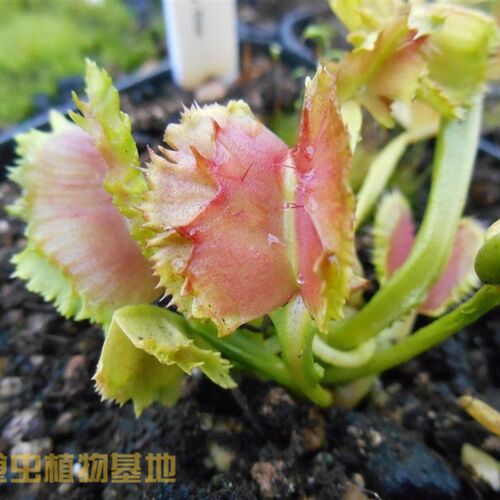 食虫植物-怪异之星捕蝇草【奇形怪状N的食虫草样子奇特】