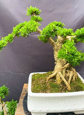 名贵黄杨造型盆景提根q,悬崖款小叶雀舌黄杨绿植四季常青客厅庭院