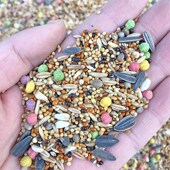 包邮 玄凤 5斤 中小型鹦鹉鸟食粮食混合饲料杂粮 牡丹