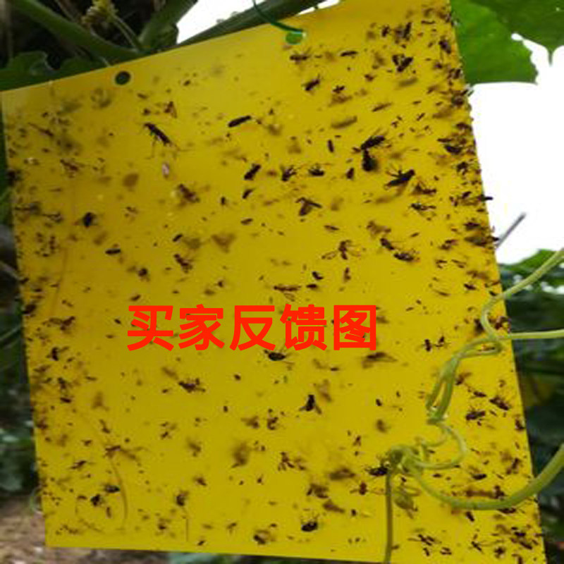 双面粘虫板黄板包邮蓝色诱虫板农业果园蔬菜大棚家用粘小黑飞蓟马