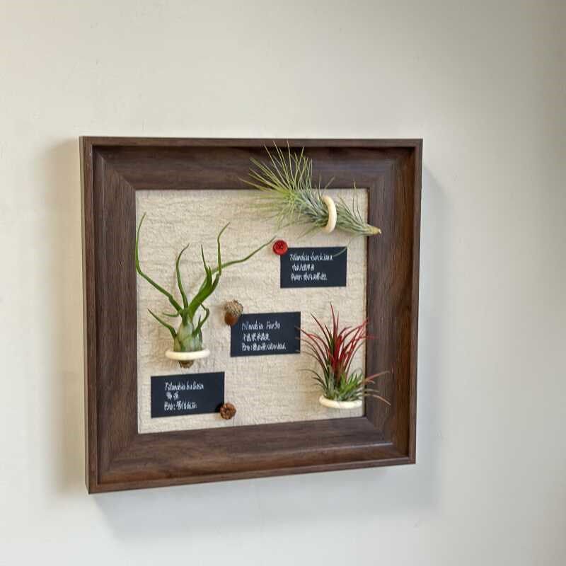 空气凤梨手工定制装饰画创意相框挂画礼物(含2-3颗植物),鲜花速递/花卉仿真/绿植园艺,红掌/凤梨/温室花卉,淘宝优惠券,粉丝福利购,淘宝优惠卷