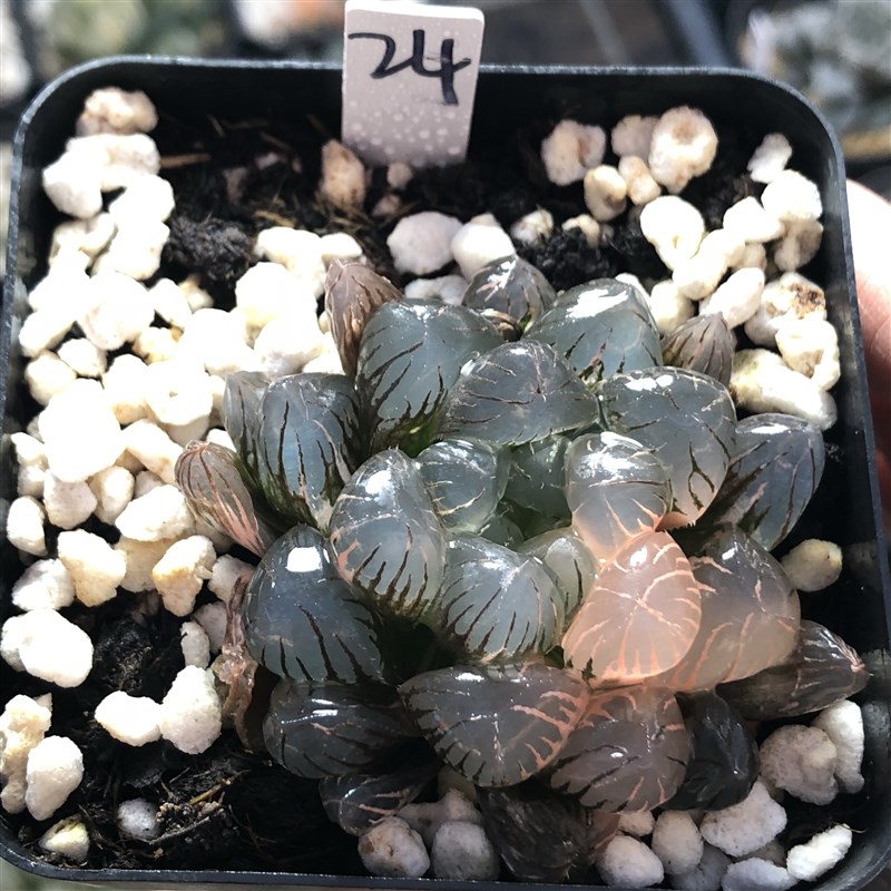 15号玉露锦寿锦一物一拍带盆发货十二卷多肉植物11月30日更新