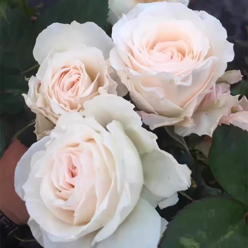 冰淇淋阳台月季苗 海神王芽变微月抗病强多季节勤花庭院盆栽玫瑰