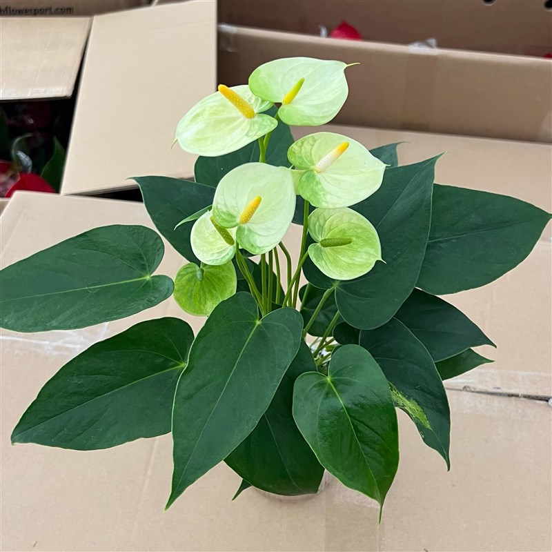 水培盆黄掌自吸水懒人植物苗室内办公客厅摆件四季常青除甲醛