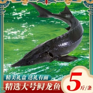 鲟龙鱼鲜活冷冻鱼食用鲟鱼无刺新鲜水产送礼品生鲜软骨鱼鳇鱼顺丰