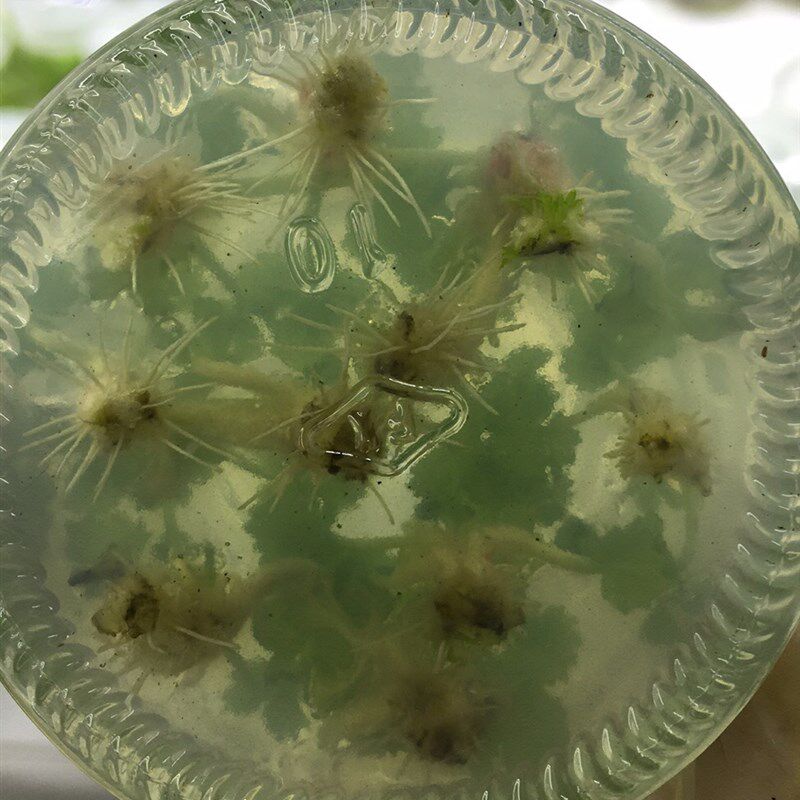 组培草莓苗隋珠香m野,红颜,真红美玲阳台庭院四季种植当年结果