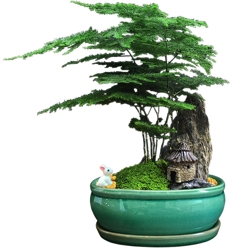 山石盆景发财树绿植文p竹盆栽花卉办公室吸甲醛桌面小植物室内好