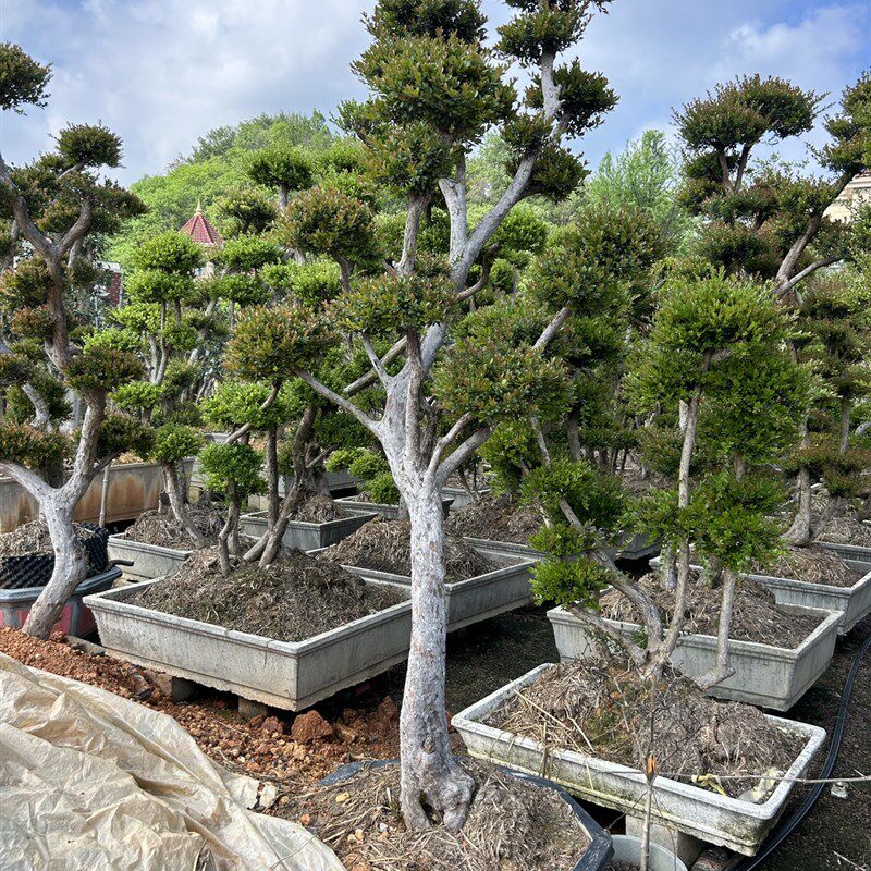 赤楠 小叶红芽赤楠树桩 三叶红芽盆景熟桩桩室内盆V栽观叶植物包