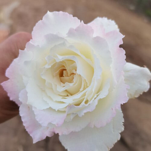 乐柏河本丰花月季花o苗强香玫瑰大花盆栽庭院地栽绿植勤花多季开