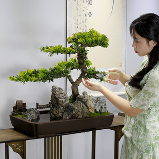 大型罗汉松d盆景植物造型老桩迎客松真树室内办公室玄关盆栽绿植