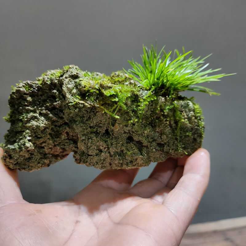 菖蒲附石盆景f茶桌水培绿植吸水石苔藓微景观蕨类水陆缸一物一拍