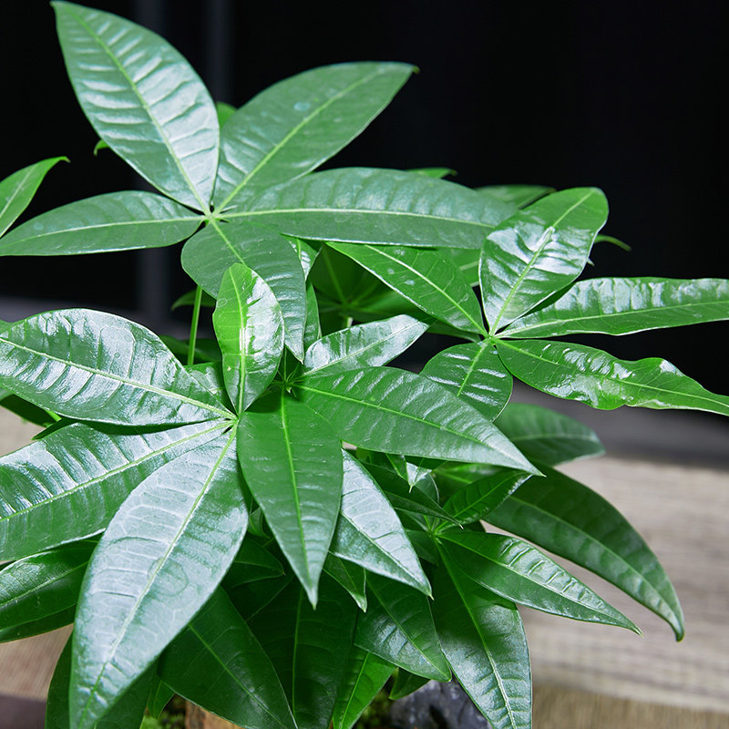 发财树盆b栽植物室内四季绿植好养易活客厅办公室花卉乔迁新居盆,鲜花速递/花卉仿真/绿植园艺,造型盆景,淘宝优惠券,粉丝福利购,淘宝优惠卷