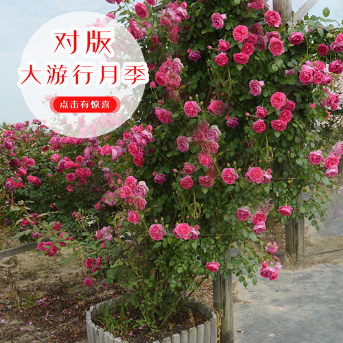 大花母系大游行爬藤月季爬藤蔷薇欧月带花M苞发货四季开花庭院别