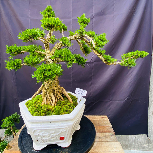 名贵黄杨造型盆景提根,悬崖款小叶雀舌黄杨绿植四季常Z青客厅庭院