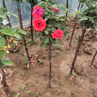 老桩月季浓香型双色大花四季常开I山木香嫁接庭院阳台种植