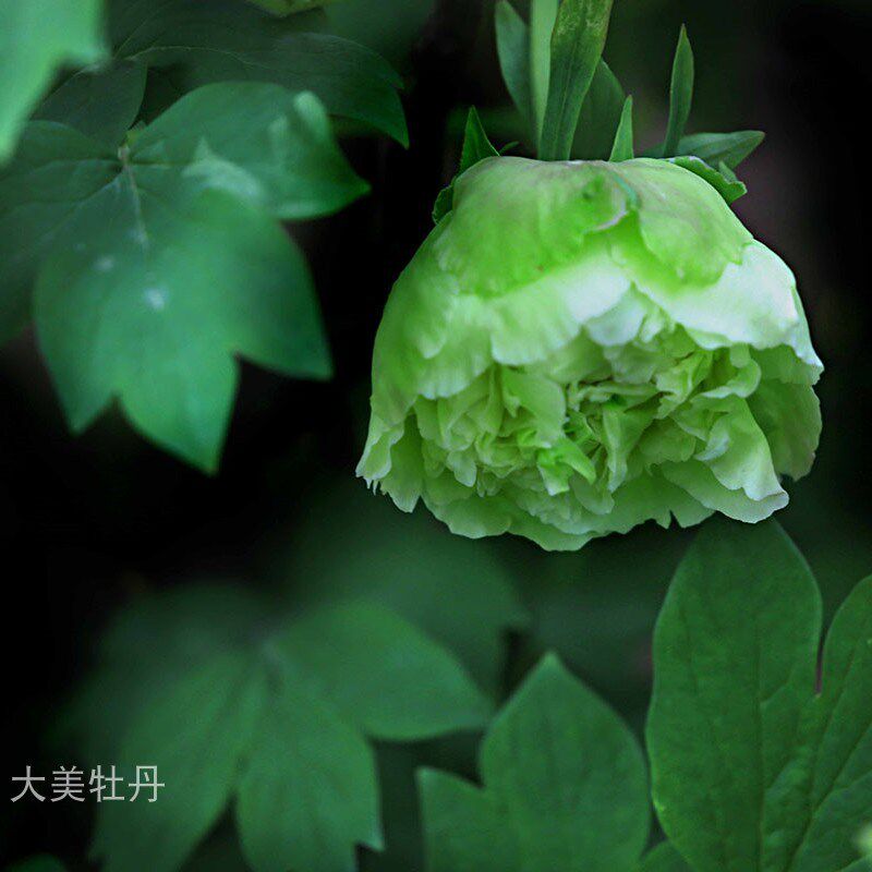 绿牡丹 洛阳大j美牡丹基地直发 露台花园庭院地栽耐寒花卉