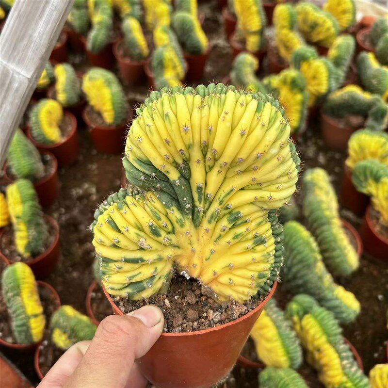 多纹柱锦缀化嫁接仙人球稀有自然锦多肉植物办公室桌面.防辐射盆