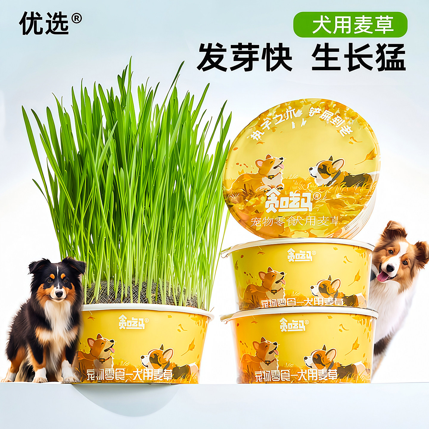 宠物狗草犬用麦草无土狗草