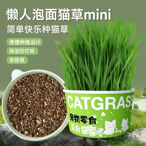 懒人泡面猫草盆栽种植猫草种子