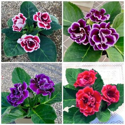 一颗包邮重瓣大岩桐盆栽带花苞发货芙蓉花带花苞发货室内室内好养