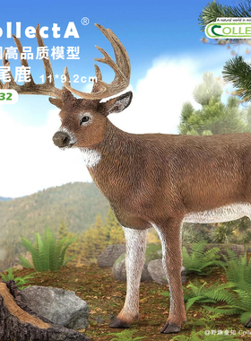 【88832白尾鹿】CollectA官方授权正版动物模型早教玩具