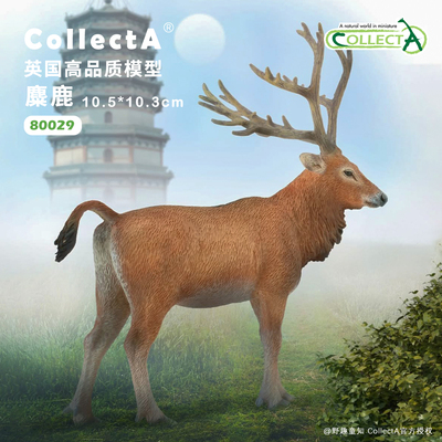 CollectA麋鹿动物模型玩具