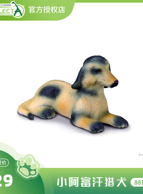 【88174小阿富汗猎犬】CollectA官方授权正版动物模型早教玩具