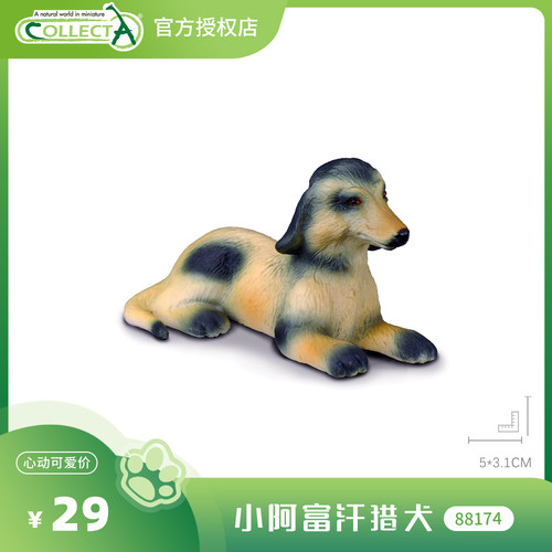 【88174小阿富汗猎犬】CollectA官方授权正版动物模型早教玩具