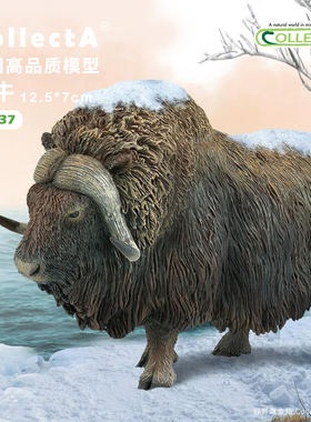 【88837麝牛】CollectA官方授权正版动物模型早教玩具