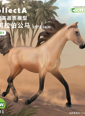 【88931半阿拉伯公马-鹿皮褐色】2025CollectA仿真动物模型玩具马
