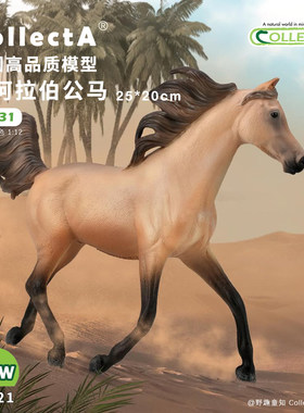 【88931半阿拉伯公马-鹿皮褐色】2025CollectA仿真动物模型玩具马