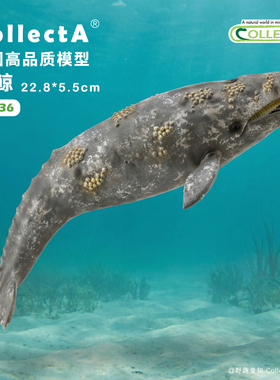 【88836灰鲸】CollectA我你他官方授权正版动物模型海洋动物玩具