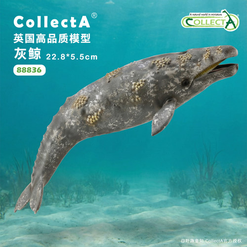 CollectA我你他灰鲸海洋动物玩具