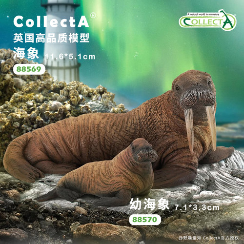 【海象/幼海象】CollectA官方授权正版动物模型早教玩具