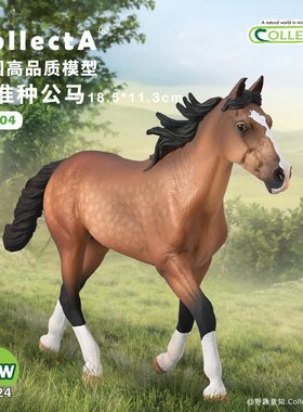 【80004标准种公马】CollectA官方授权正版动物模型早教玩具