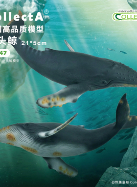顺丰包邮【88347座头鲸】CollectA官方授权正版动物模型早教玩具