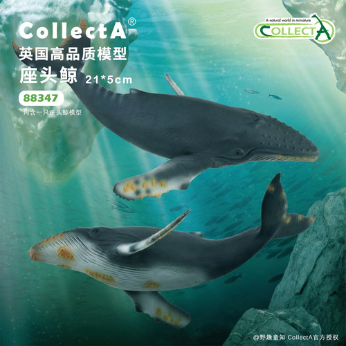 顺丰包邮【88347座头鲸】CollectA官方授权正版动物模型早教玩具