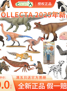 顺丰包邮 CollectA动物模型【2025年新品】短面熊豹纹守宫臆羚
