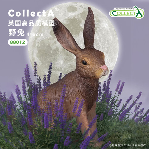 CollectA野兔动物模型玩具