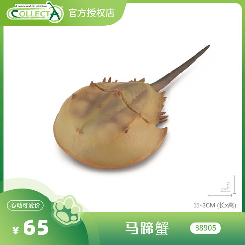 【88905马蹄蟹】CollectA官方授权正版动物模型早教玩具