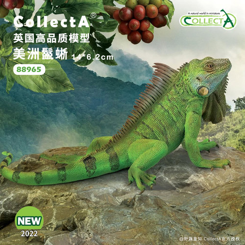 CollectA美洲鬣蜥动物模型玩具