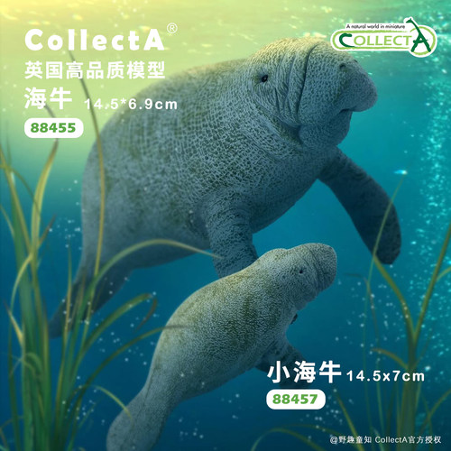 【88455海牛】CollectA官方授权正版动物模型早教玩具