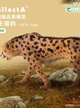 【88608帝王猎豹】CollectA官方授权正版动物模型早教玩具